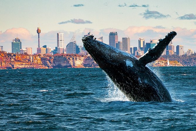 Whales of Sydney Sea Safari - Key things to know before booking