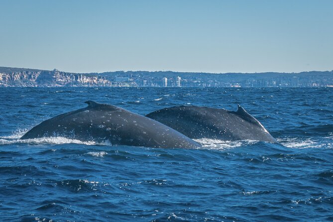 Whales of Sydney Sea Safari - From Campbells Cove to the open sea in 15 minutes