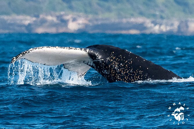 Whales of Sydney Sea Safari - Looking for whales beyond Sydney’s coast