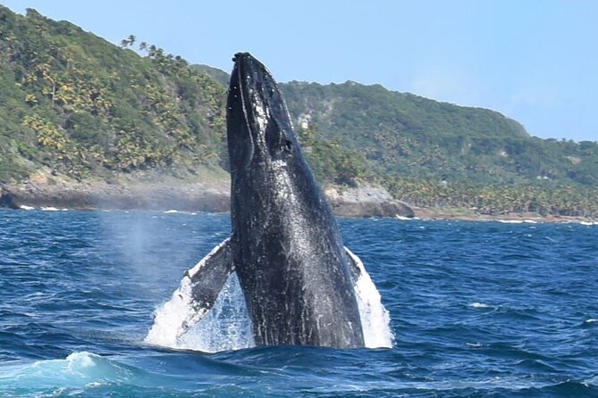 Whales Watching Half Day Experience - Key points at a glance