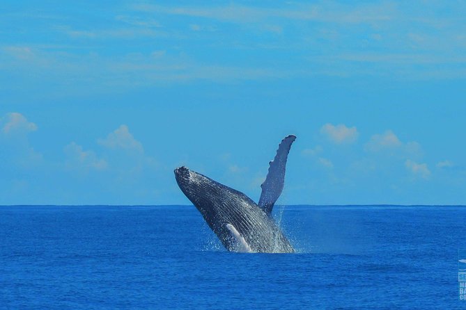 Whales Watching Half Day Experience - Bacardi Island and the white-sand break