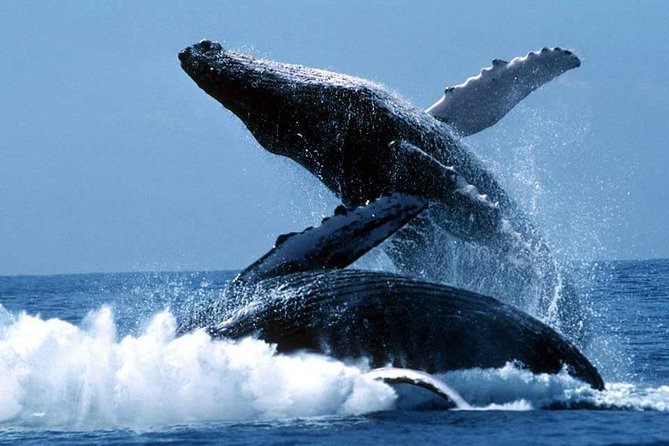 Whales Watching Half Day Experience - The 6:00 a.m. start and what it means