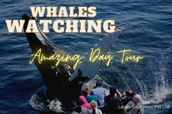 Whales Watching Mirissa Day Tour - A 4:00 am start for Mirissa whale watching