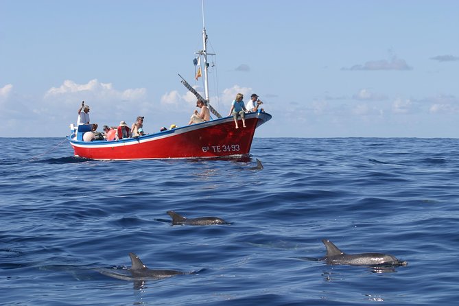Whalewatching La Gomera - Key points to know before you book