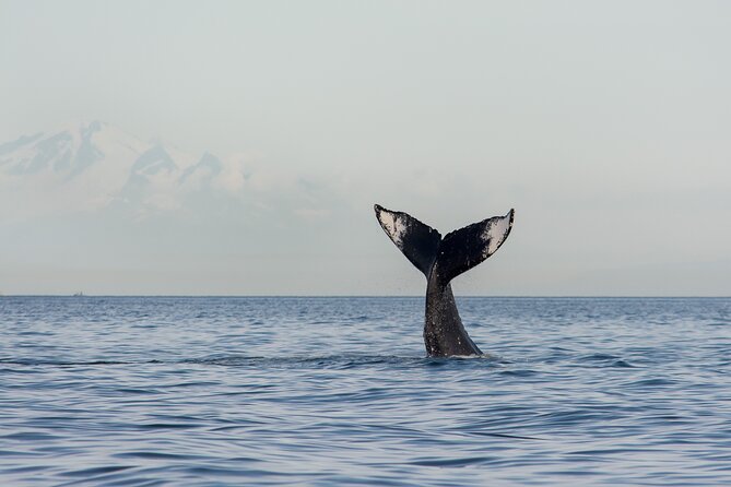 Wild Whale Watching Experience - Open Air Vessel - The wildlife search in the Strait of Georgia