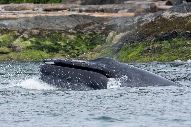 Wild Whale Watching Experience - Open Air Vessel - What five hours on the water really means