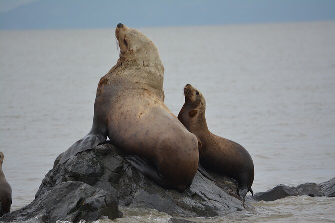 Wild Whale Watching Experience - Open Air Vessel - Price and the value of a small open-air boat
