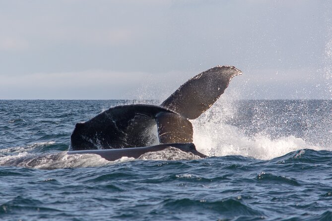 Wild Whale Watching Experience - Open Air Vessel - Weather, comfort, and motion sickness