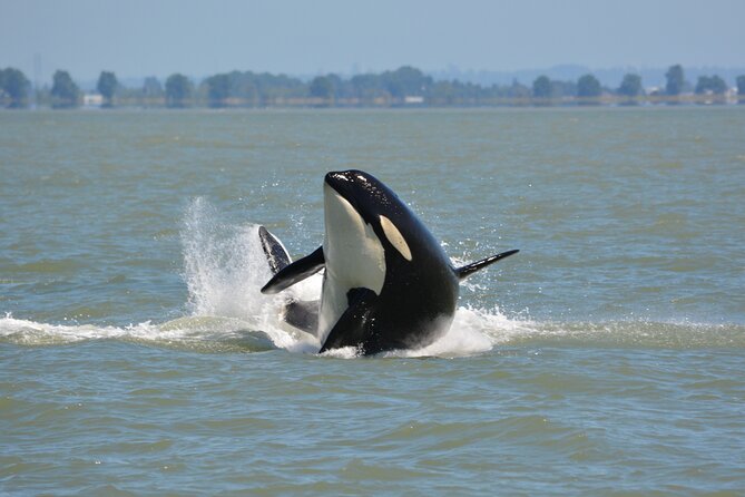 Wild Whale Watching Experience - Open Air Vessel - Why Eagle Eyes changes the experience