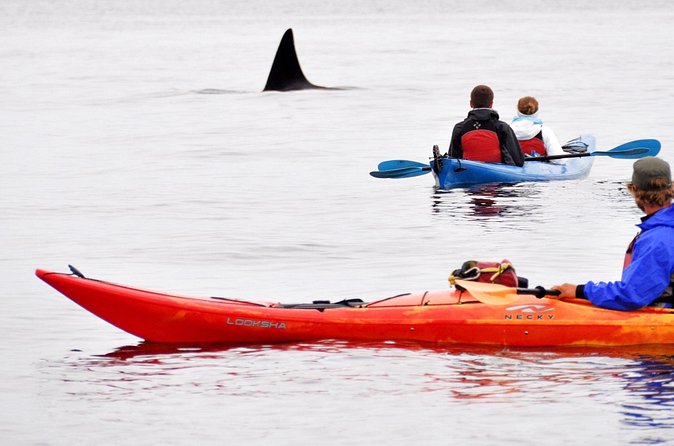 Wildlife Spotting Kayak Adventure on Orcas Island - Is $109 a Fair Price?