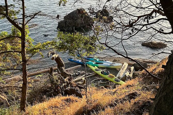 Wildlife Spotting Kayak Adventure on Orcas Island - Wildlife Along the Orcas Island Shore