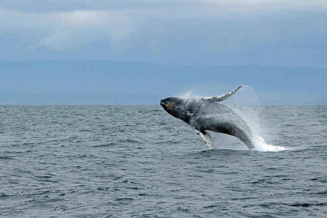 Wildlife Viewing, Sightseeing and Whale Watching Quest - Thomas Basin, fishing boats, and the first views