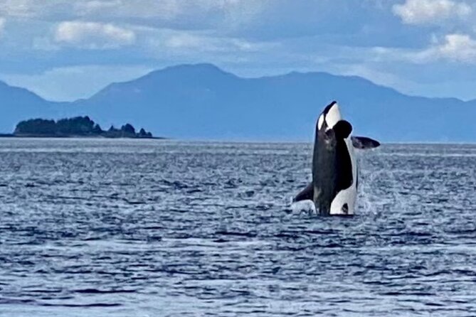 Wildlife Viewing, Sightseeing and Whale Watching Quest - Who will enjoy this Ketchikan outing most