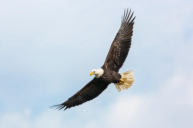 Wildlife Viewing, Sightseeing and Whale Watching Quest - Timing, cancellations, and practical planning