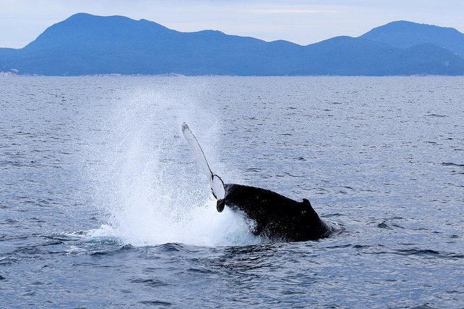 Wilsons Prom Whale Cruise - Why Wilsons Prom works so well from the water