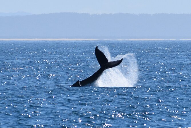 Wilsons Prom Whale Cruise - Who will enjoy this cruise most