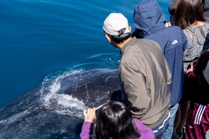 Wilsons Prom Whale Cruise - Should you book the Wilsons Prom Whale Cruise?
