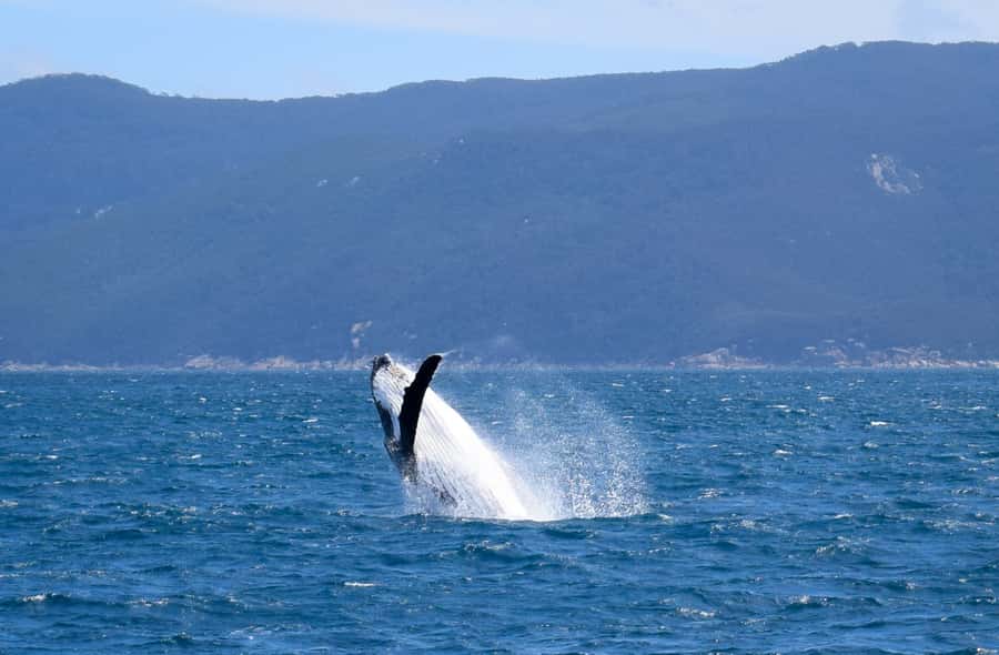 Wilsons Promontory: Whale Spotting Cruise with Lunch - Key points before you book