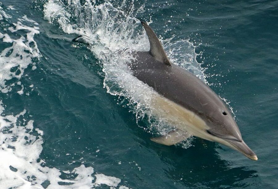Wilsons Promontory: Whale Spotting Cruise with Lunch - Who will enjoy this cruise most?