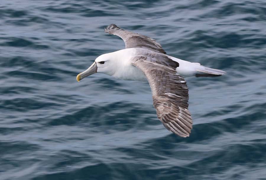 Wilsons Promontory: Whale Spotting Cruise with Lunch - Why Wilsons Promontory makes a good whale-watching setting