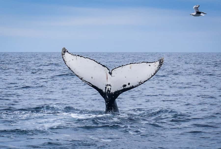 Wilsons Promontory: Whale Spotting Cruise with Lunch - What the captain and crew add to the day