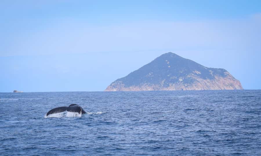 Wilsons Promontory: Whale Spotting Cruise with Lunch - Dolphins, seals and seabirds keep the search interesting