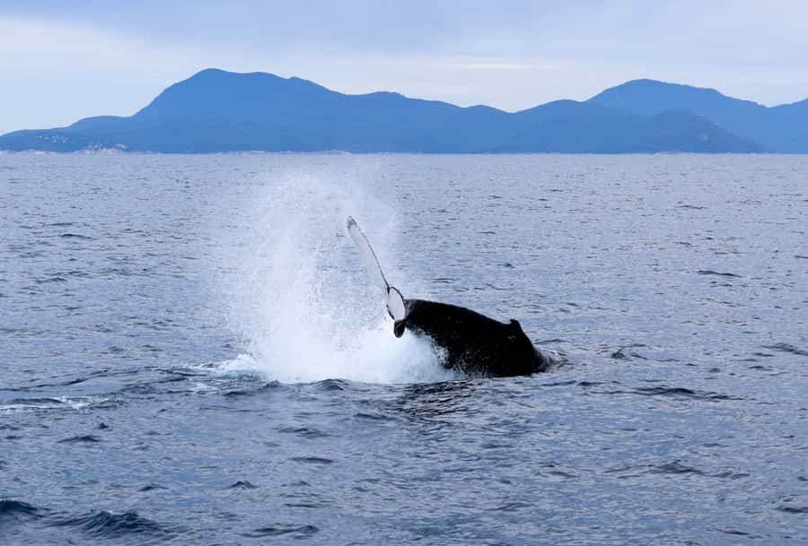 Wilsons Promontory: Whale Spotting Cruise with Lunch - Morning tea and lunch: useful, not the main reason to go