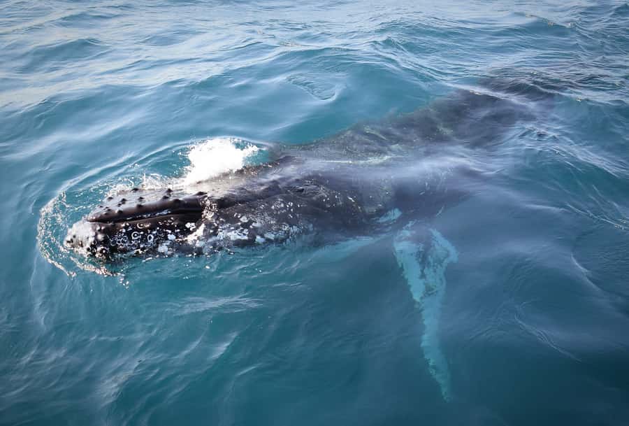 Wilsons Promontory: Whale Spotting Cruise with Lunch - Comfort, clothing and the realities of open water