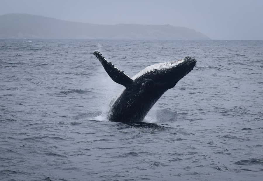 Wilsons Promontory: Whale Spotting Cruise with Lunch - Is $180 good value for six hours?