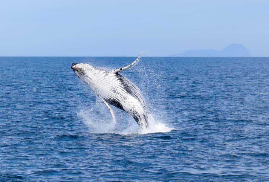 Wilsons Promontory: Whale Spotting Cruise with Lunch - Six hours along Rabbit Island, Sealers Cove and Refuge Cove
