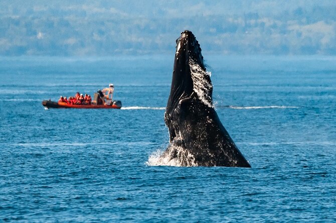 Winter Victoria Whale and Wildlife Zodiac Tour - A Small Boat and a Big Pacific View