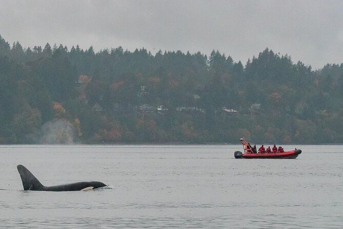 Winter Victoria Whale and Wildlife Zodiac Tour - Searching for Humpbacks, Orcas, and Seals