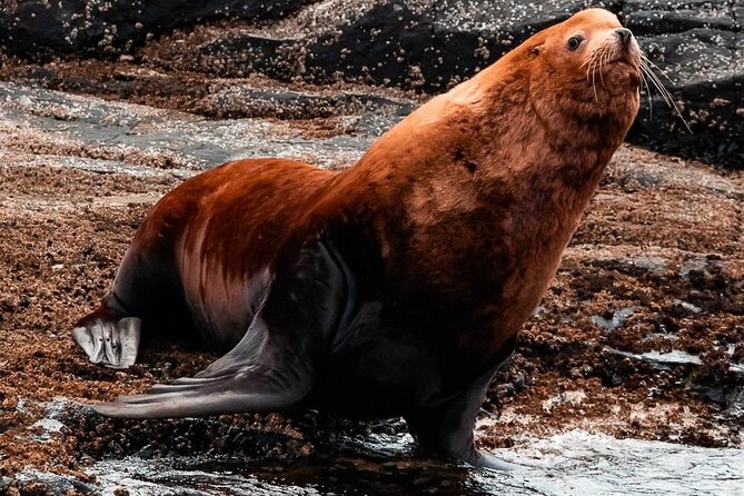 Winter Victoria Whale and Wildlife Zodiac Tour - What the Winter Timing Means