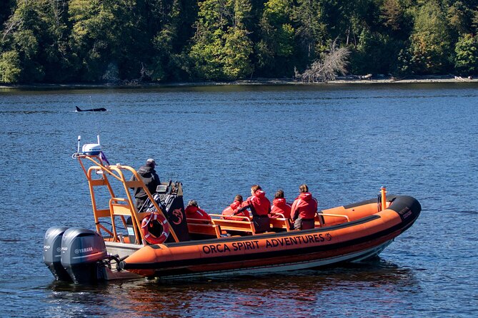 Winter Victoria Whale and Wildlife Zodiac Tour - Price and Overall Value at $129.32