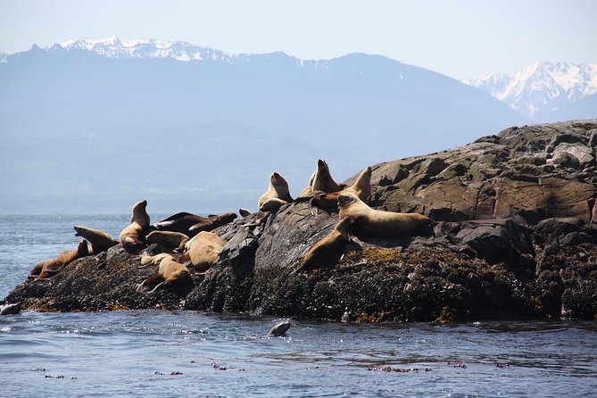 Winter Victoria Whale and Wildlife Zodiac Tour - Booking, Weather, and Timing Tips