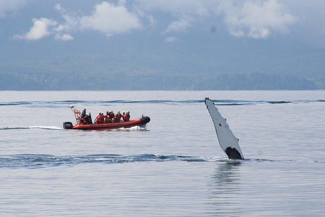 Winter Victoria Whale and Wildlife Zodiac Tour - Getting Ready at 950 Wharf Street