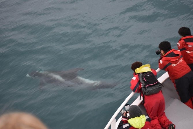 Winter Whale Watching and Northern Lights Cruise from Reykjavik - Key points to know before booking