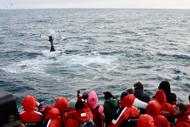 Winter Whale Watching and Northern Lights Cruise from Reykjavik - Warm overalls make a real difference