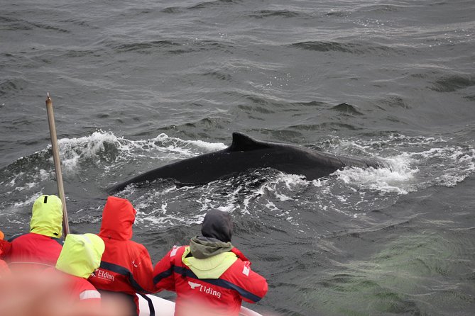 Winter Whale Watching and Northern Lights Cruise from Reykjavik - The evening search for the aurora