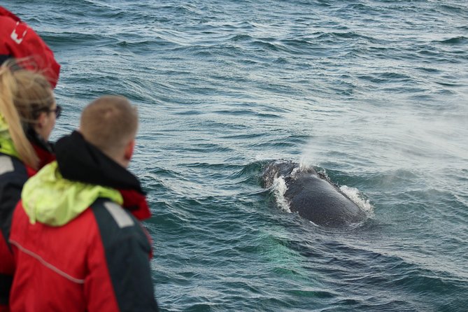 Winter Whale Watching and Northern Lights Cruise from Reykjavik - What can realistically make the day special
