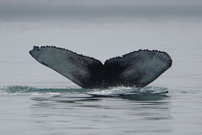 Wonderful Whales and Wildlife Tour - Three hours on the water
