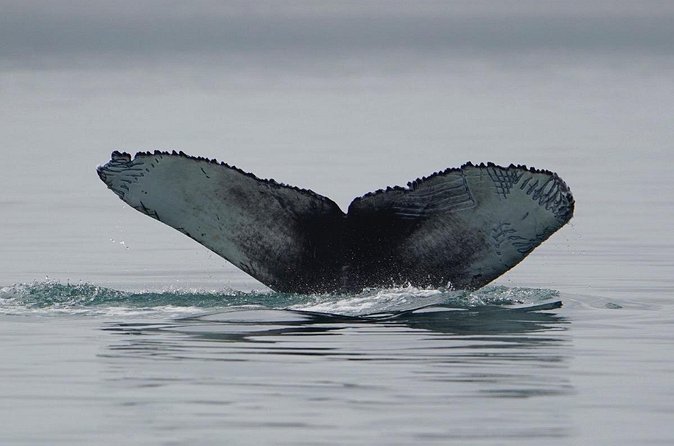 Wonderful Whales and Wildlife Tour - What the small boat changes
