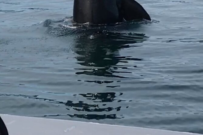 Wonderful Whales and Wildlife Tour - A family-run charter with a personal feel