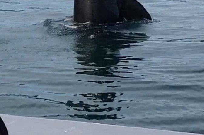 Wonderful Whales and Wildlife Tour - Timing, age, and port-day planning