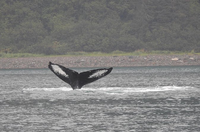 Wonderful Whales and Wildlife Tour - Weather and the risk of booking