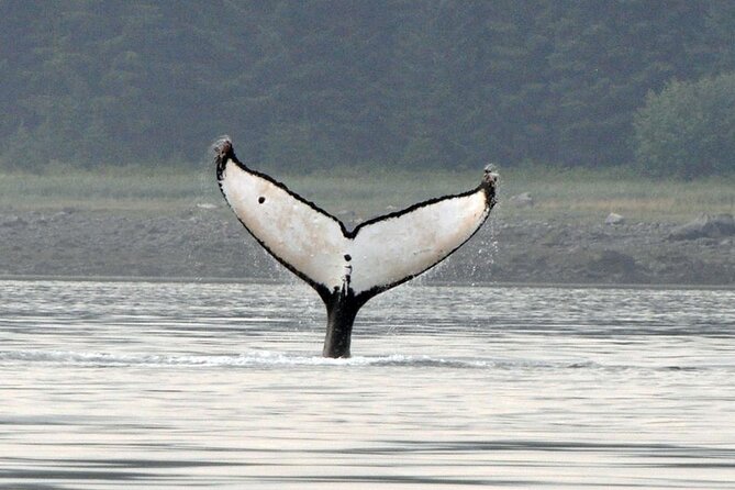 Wonderful Whales and Wildlife Tour - Looking for whales, sea otters, and harbor seals