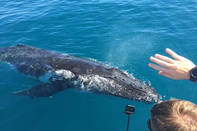 World class Whale Watching from Hervey Bay - Key points to know before you book