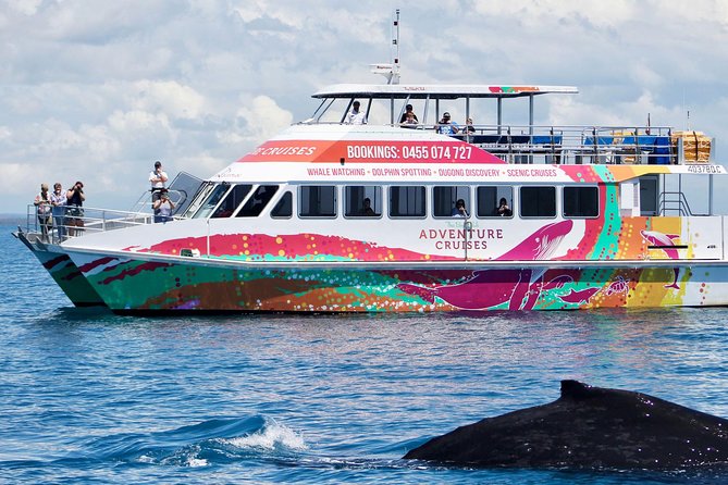 World class Whale Watching from Hervey Bay - Four hours on the water
