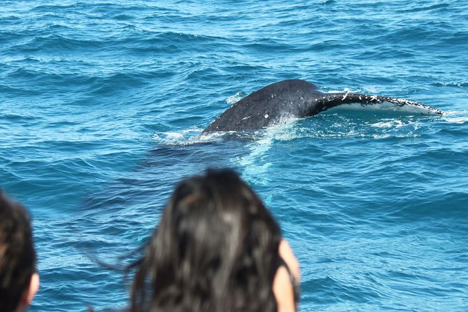 World class Whale Watching from Hervey Bay - The whale encounters you may see
