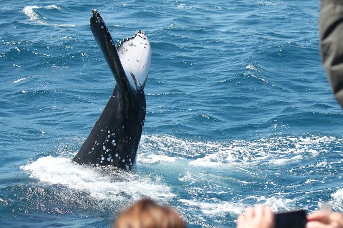 World class Whale Watching from Hervey Bay - Commentary from the captain and crew